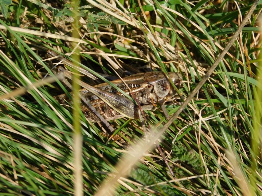 Decticus verrucivorus - szemölcsevő szöcske