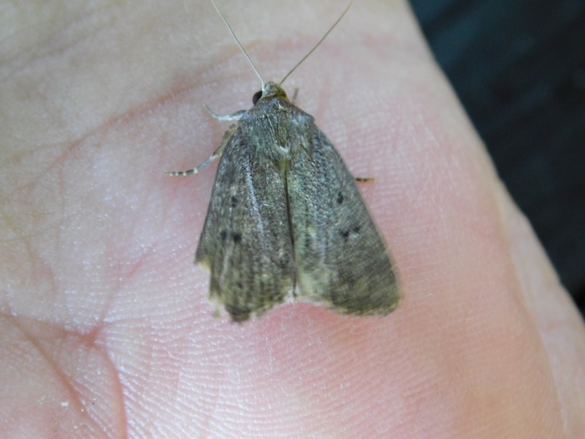Amphipyra tragopoginis - bakszakállbagoly