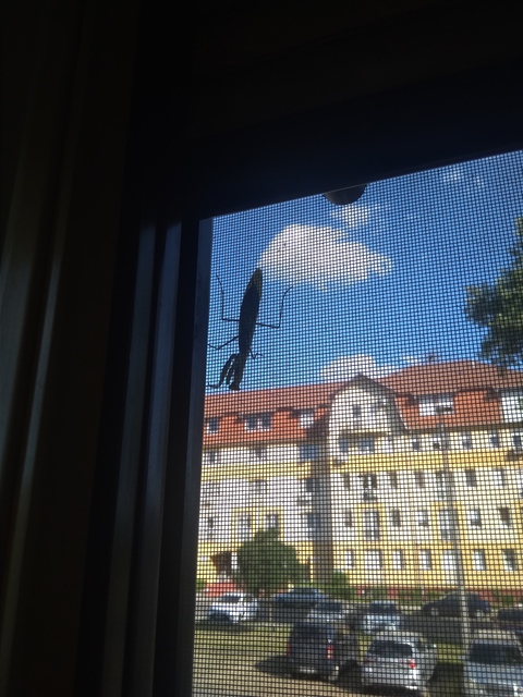 Mantis religiosa - imádkozósáska