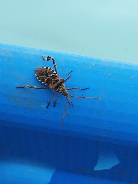 Leptoglossus occidentalis - nyugati levéllábú poloska