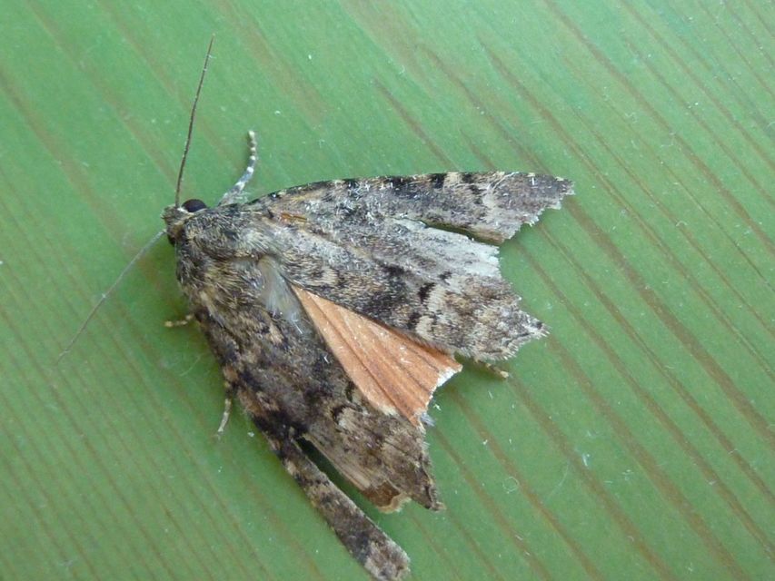 Amphipyra berbera/pyramidea