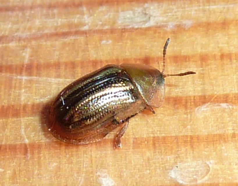 Cassida nobilis - díszes pajzsbogár Cassida nobilis - díszes pajzsbogár