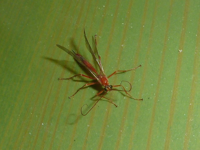 Netelia