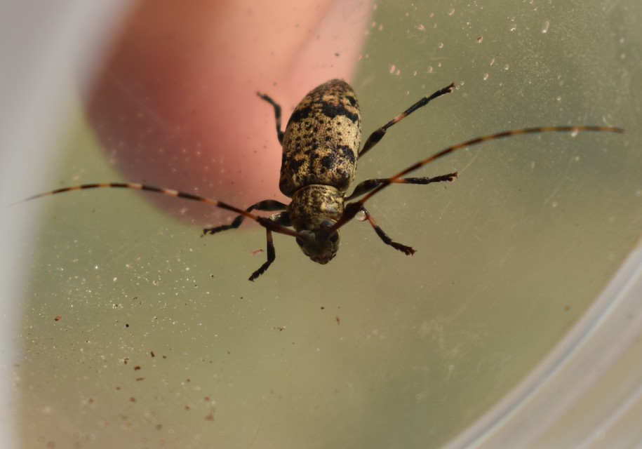 Leiopus nebulosus - öves gesztcincér