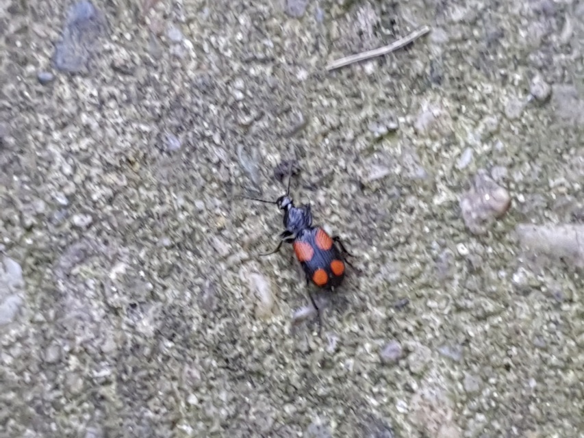 Panagaeus bipustulatus - kis keresztesfutó