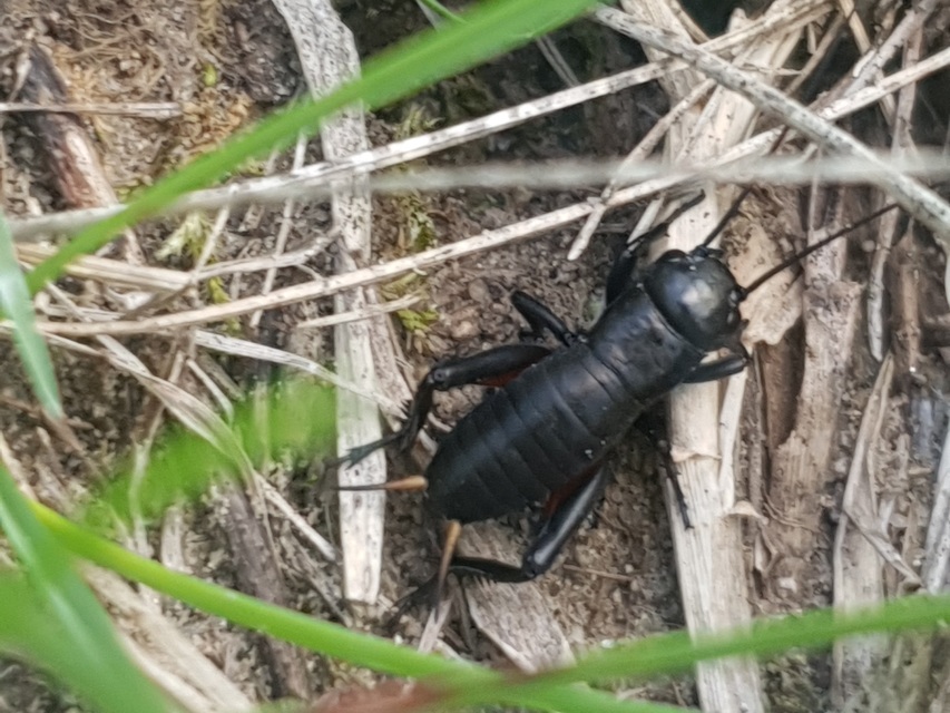 Gryllus campestris - mezei tücsök