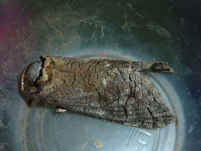 Cossus cossus - fűzfarontólepke