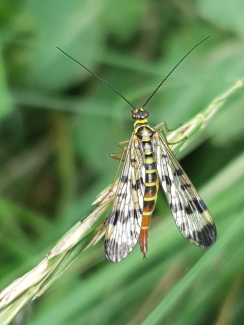 Panorpa vulgaris