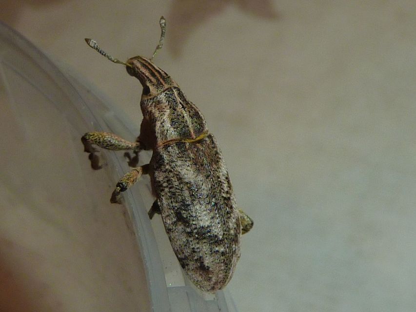 Cleonis pigra - közönséges bogáncsbarkó