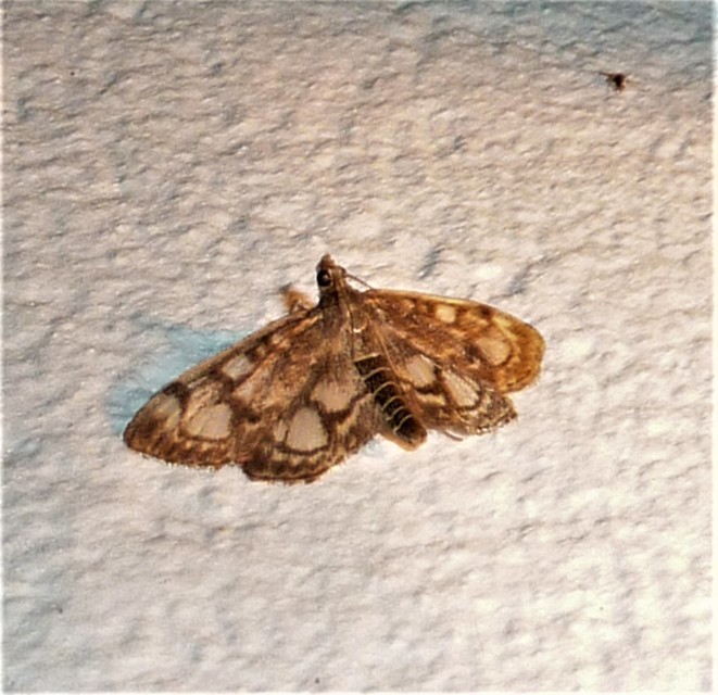 Anania coronata - koronás dudvamoly