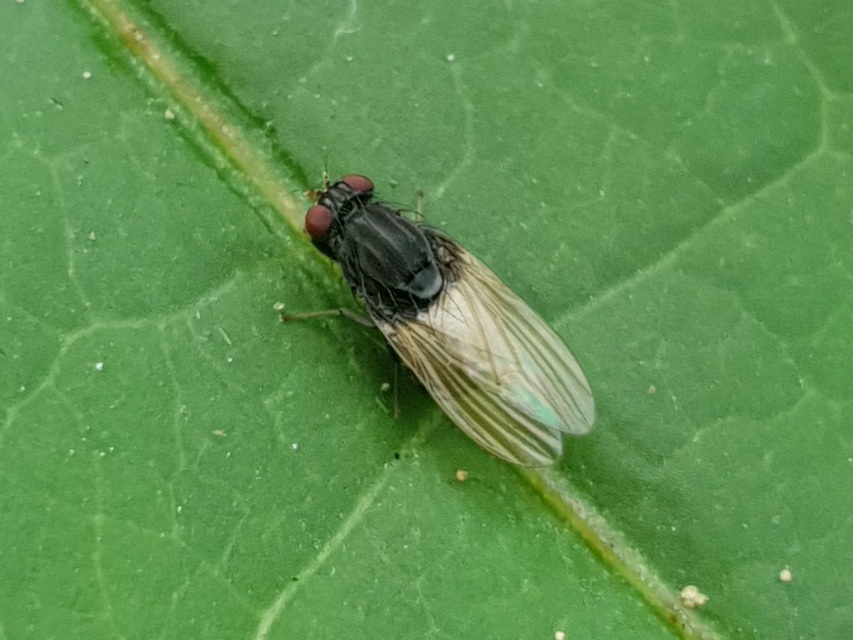 Minettia longipennis
