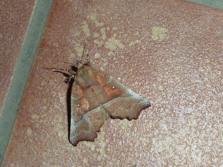 Scoliopteryx libatrix - vörös csipkésbagoly