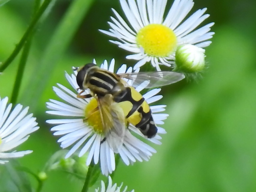 Helophilus trivittatus - nagy mocsárilégy