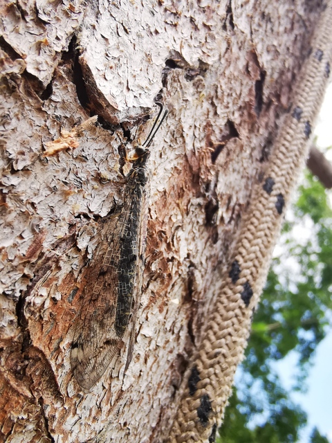 Distoleon tetragrammicus - négyfoltos hangyaleső