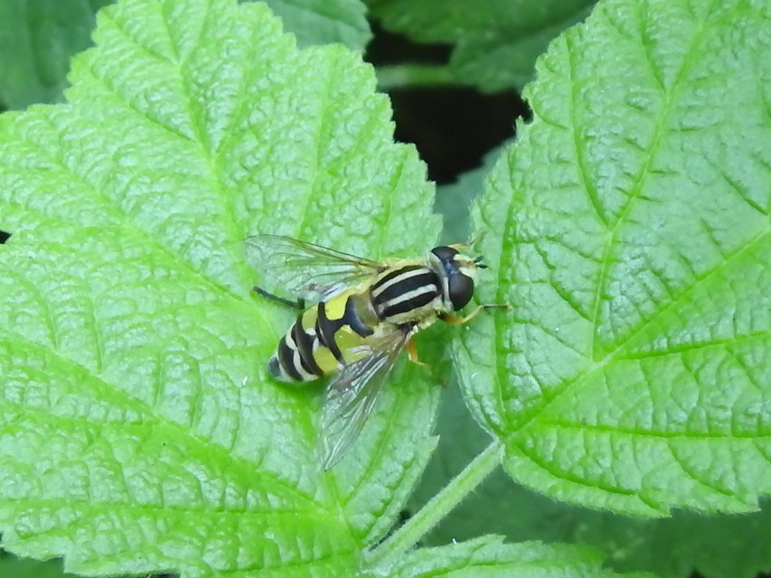 Helophilus trivittatus - nagy mocsárilégy