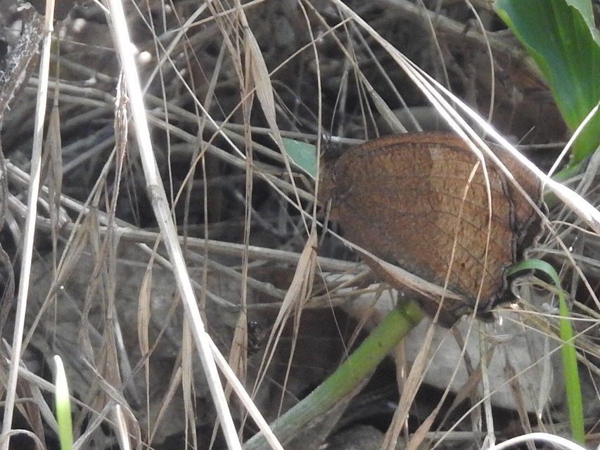 Minois dryas - fekete szemeslepke