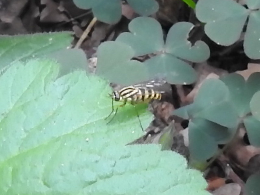 Thereva aurata - aranyos tőröslégy