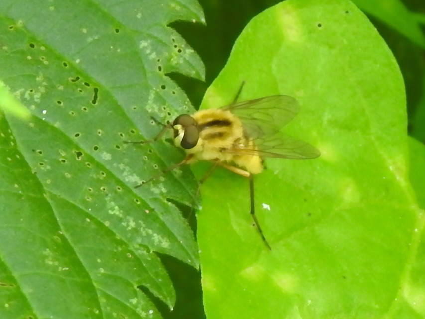 Thereva aurata - aranyos tőröslégy
