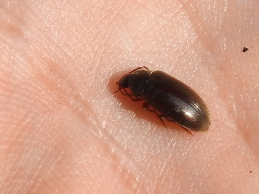 Hymenalia rufipes - rőtlábú alkonybogár