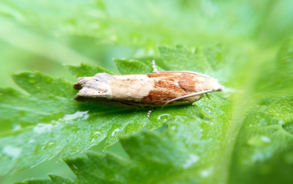 Eucosma