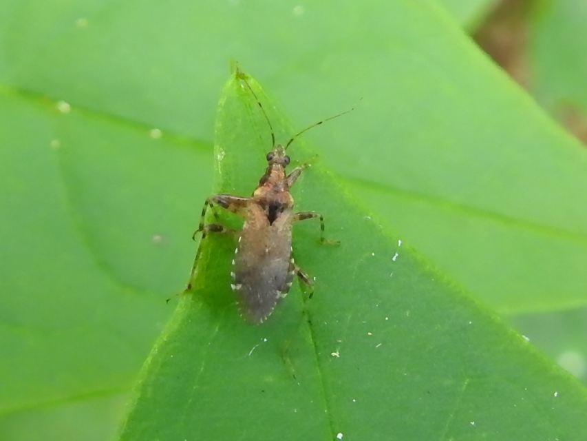 Himacerus mirmicoides - csalán-tolvajpoloska