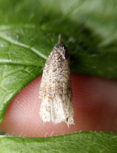 Celypha lacunana - vízparti tükrösmoly