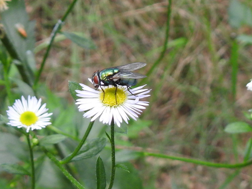 Lucilia
