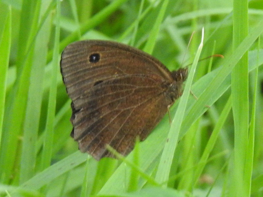 Minois dryas - fekete szemeslepke