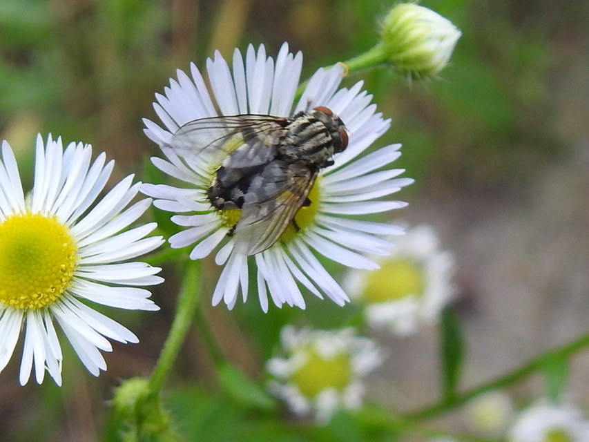 Sarcophagidae - húslégyfélék