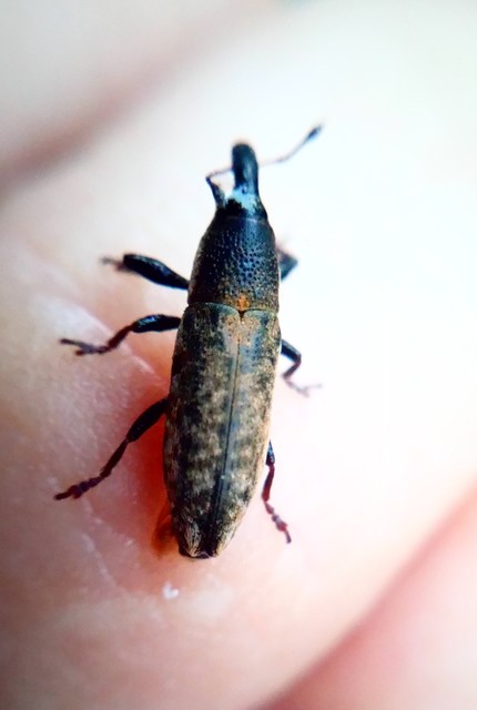 Lixus subtilis - disznóparéj-dudvabarkó