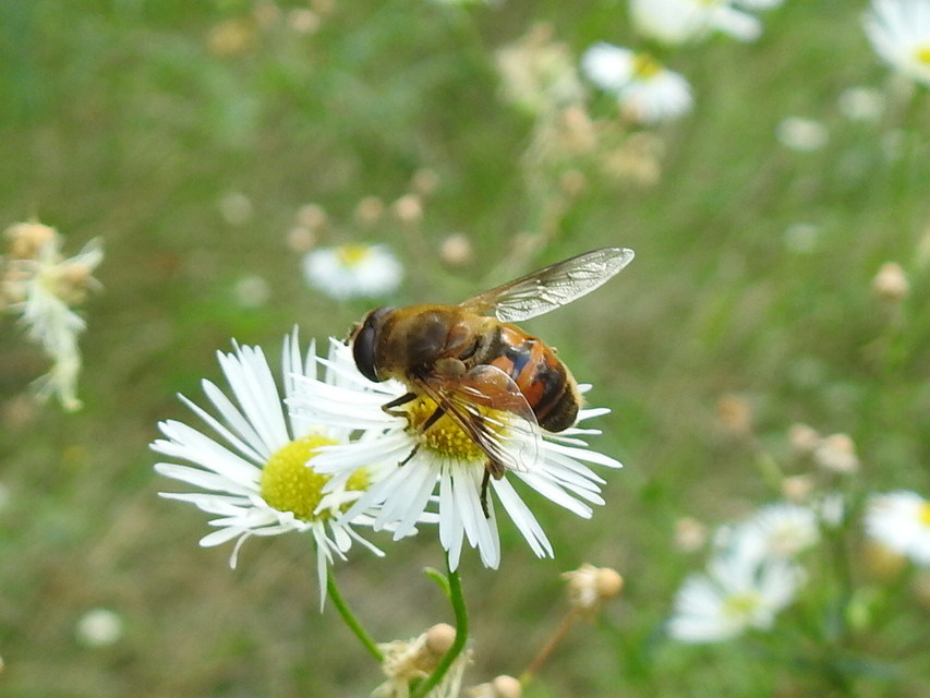 Eristalis tenax - közönséges herelégy