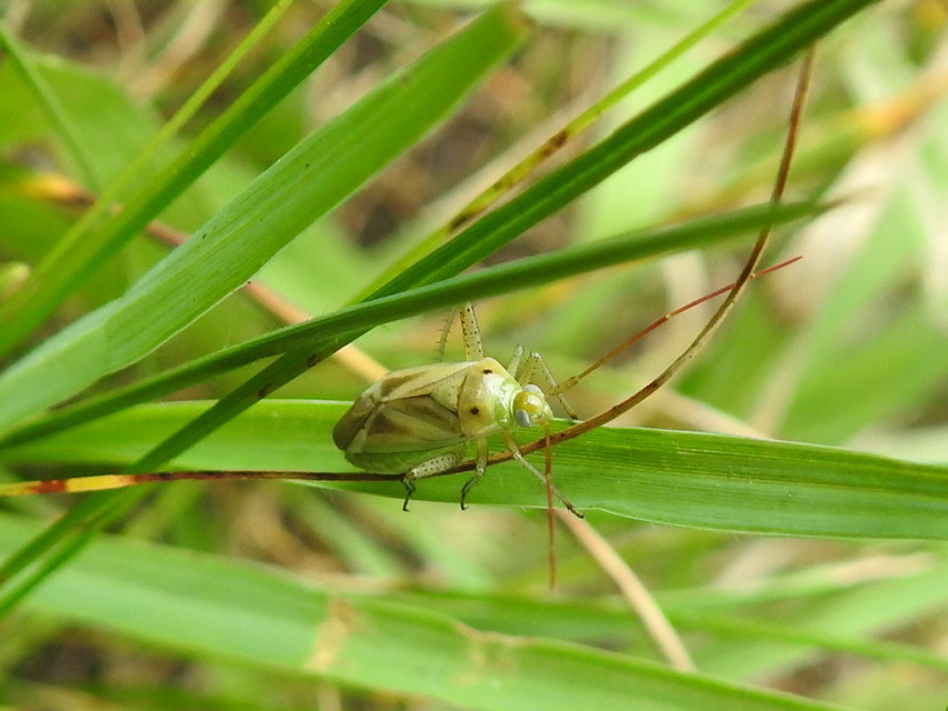 Adelphocoris lineolatus - lucernapoloska