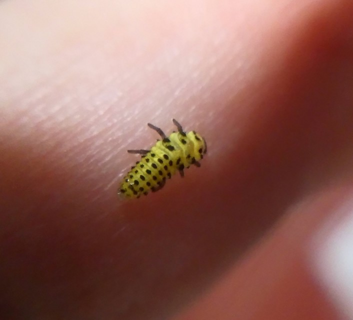 Psyllobora vigintiduopunctata - huszonkétpettyes katica