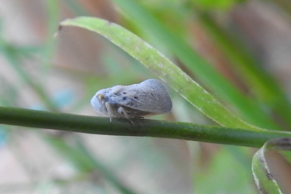 Metcalfa pruinosa - amerikai lepkekabóca