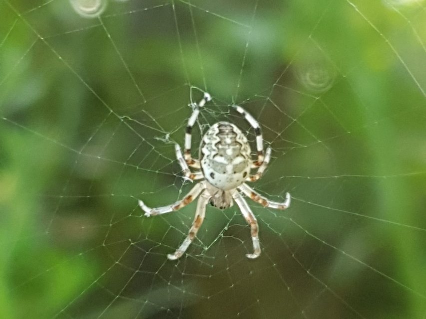 Araneus marmoreus - márványos keresztespók