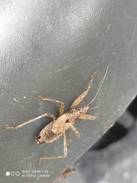 Himacerus apterus - nagy tolvajpoloska