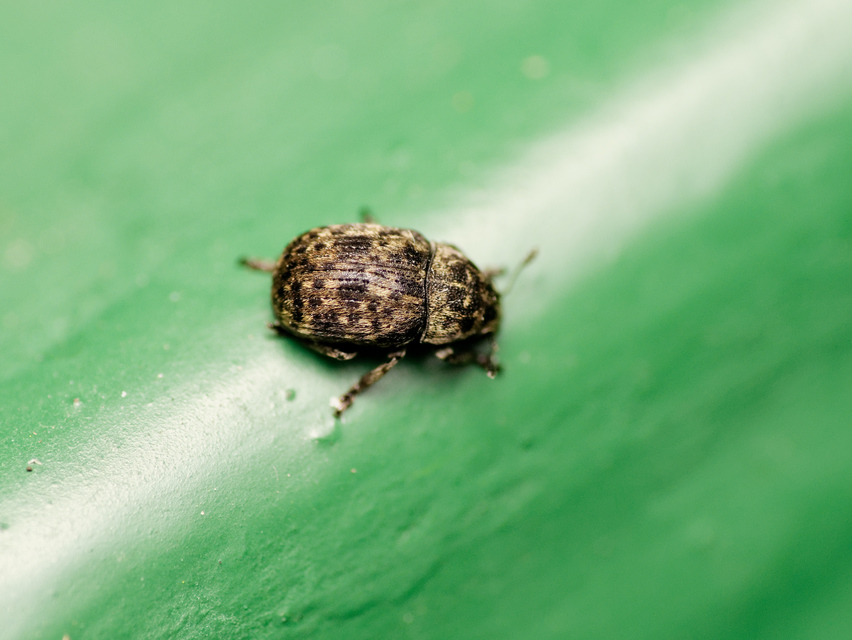 Anthribus nebulosus - ködfoltos pajzstetvész-orrosbogár