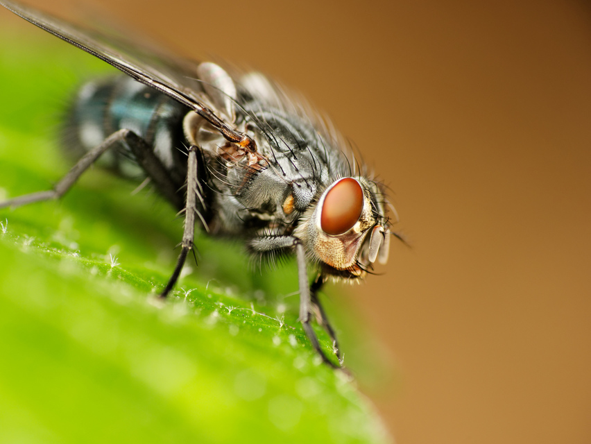 Calliphora