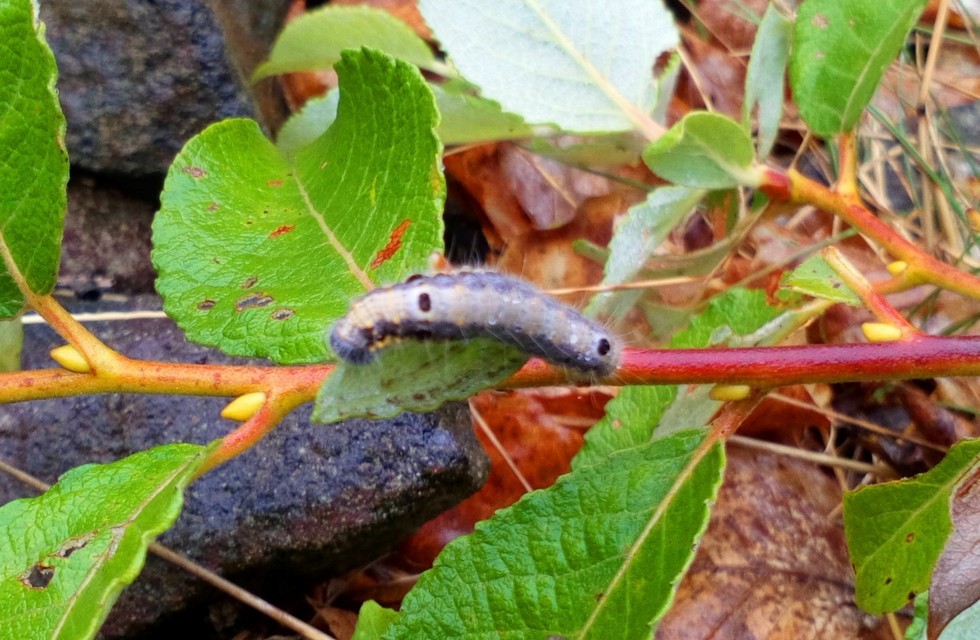 Clostera pigra - apró levélszövő