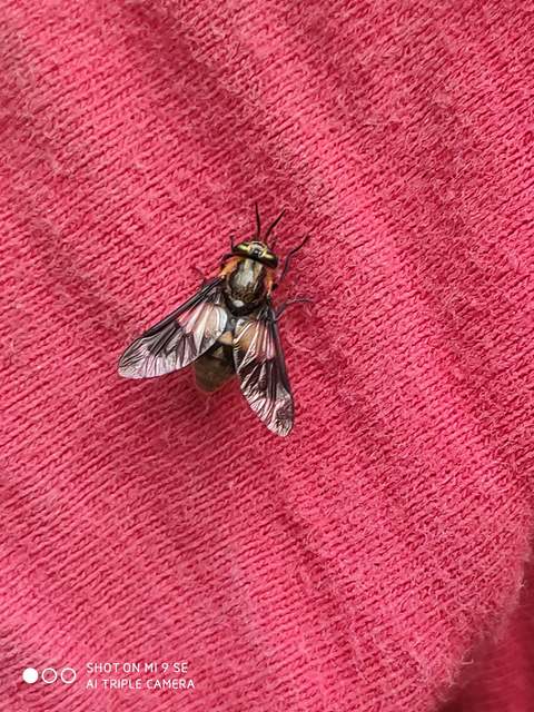 Chrysops caecutiens - közönséges pőcsik