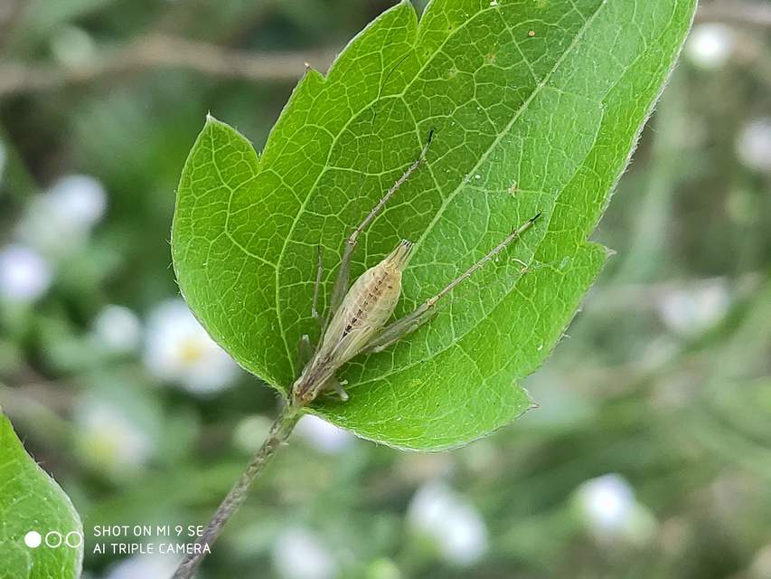 Oecanthus pellucens - pirregőtücsök