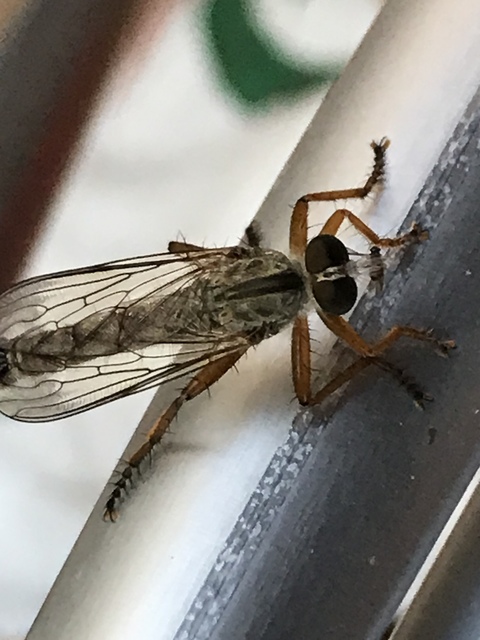 Aneomochtherus