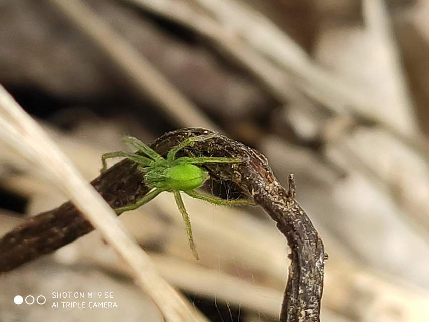 Micrommata virescens - hunyópók