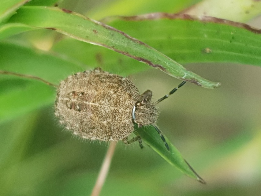 Dolycoris baccarum - közönséges bogyómászó-poloska