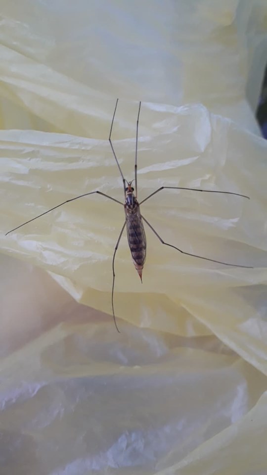 Nephrotoma flavipalpis