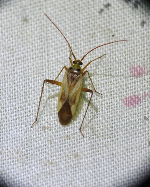 Adelphocoris lineolatus - lucernapoloska
