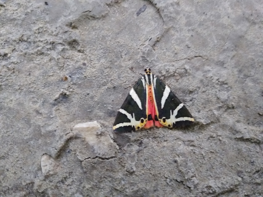 Euplagia quadripunctaria - csíkos medvelepke
