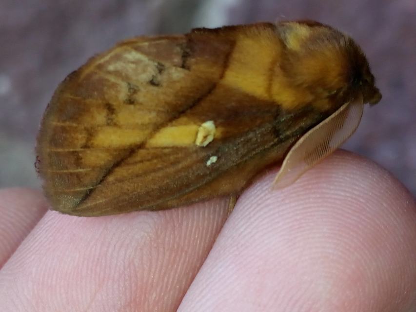 Euthrix potatoria - szomjas pohók