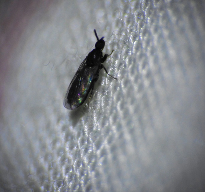 Scatopsidae - lapospotrohú muslicák