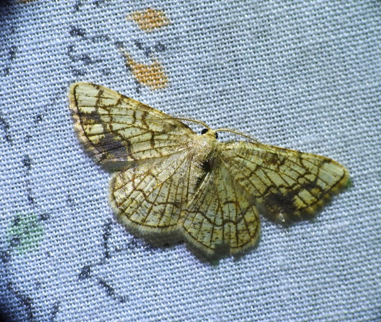 Stegania dilectaria - fehérnyár-araszoló